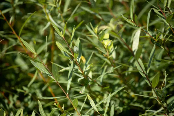 olive tree branches, flora and foliage