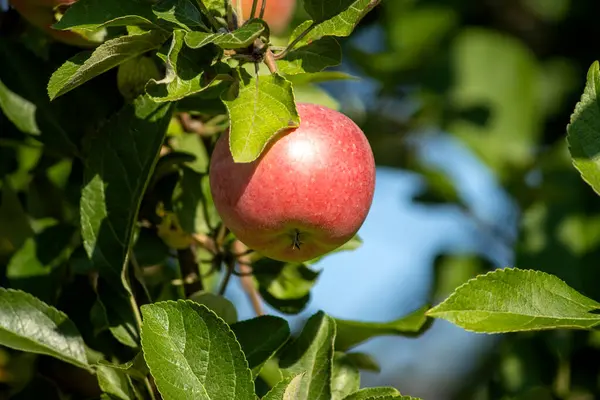 rode appels op een boomtak