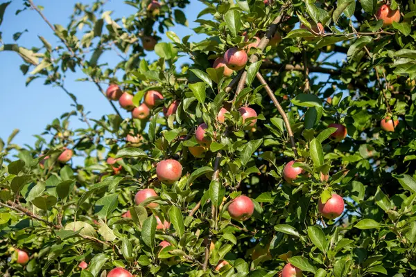 Meyve bahçesindeki ağaçta olgun elmalar