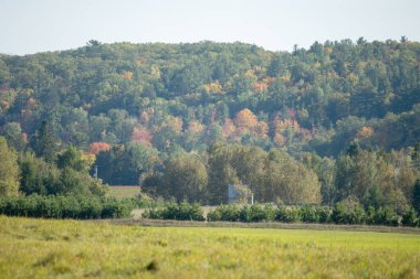 Ormanda sonbahar renkleri