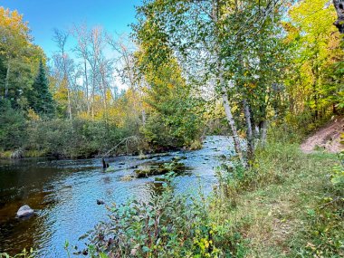 Ormandaki güzel nehir