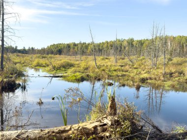Bataklık gölünün güzel manzarası