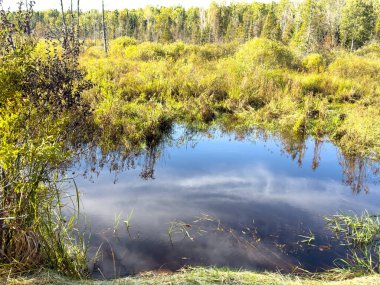 Sabahın erken saatlerinde bir ormanda bataklık