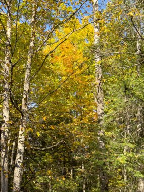 Parktaki renkli sonbahar ağaçları. Sarı yapraklı güzel manzara.
