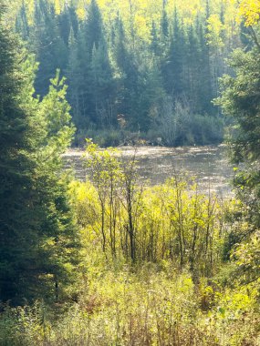 Ormanda bir nehri olan güzel bir sonbahar manzarası