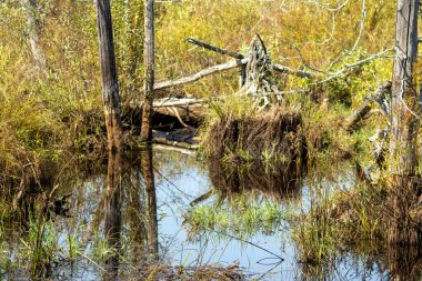 Sonbaharda ağaçlı bir bataklık.