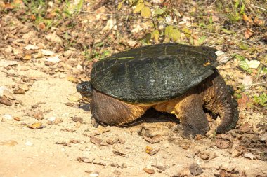 Ormandaki bir kaplumbağanın yakınına.