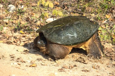 Kaplumbağanın yere yakın çekimi. Kaplumbağa.