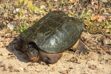 Yaygın bir Kaplumbağa Kaplumbağa yerde
