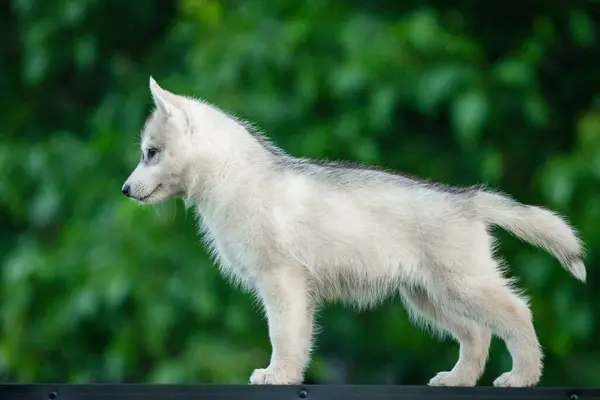 Genç Sibirya Husky Köpeği Masada Bulanık Yeşil Bir Geçmişi Var Stok Fotoğraf