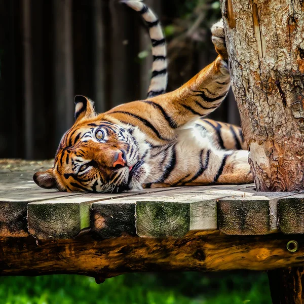 Portret Tygrys Sumatrzański Panthera Tigris Sumatra — Zdjęcie stockowe