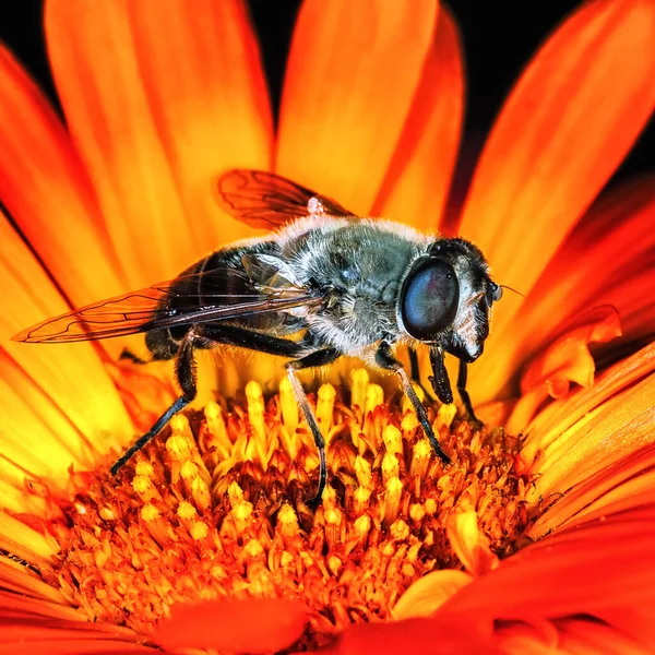 Hoverfly Sentado Calêndula Laranja — Fotografia de Stock