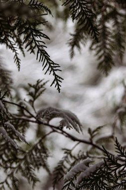 Thuja dalları bir kar tabakasının altında, yakın plan. Yağan kar, karlı manzara, makro fotoğrafçılık. Kış fotoğrafı, duvar kağıdı.