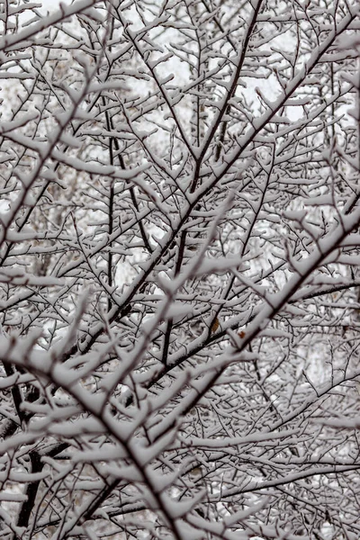 Zasněžené Větve Stromů Padající Sníh Zasněžená Krajina Makro Fotografie Zimní — Stock fotografie
