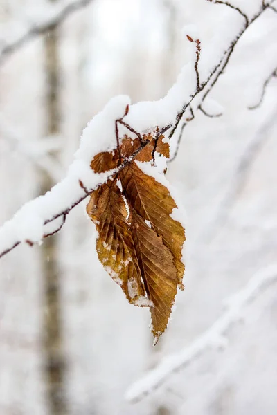 Tenká Větev Žlutými Listy Pod Vrstvou Sněhu Padající Sníh Zasněžená — Stock fotografie