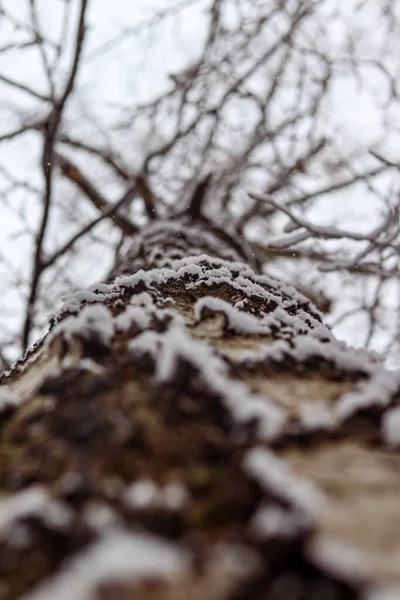 Zasněžená Kůra Stromu Bříza Padající Sníh Zasněžená Krajina Makro Fotografie — Stock fotografie