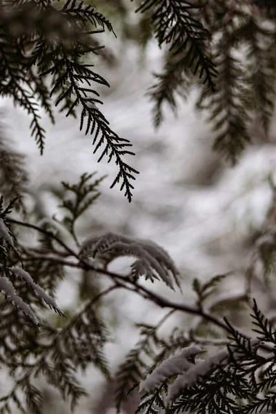 Thuja Větví Pod Vrstvou Sněhu Zblízka Padající Sníh Zasněžená Krajina — Stock fotografie
