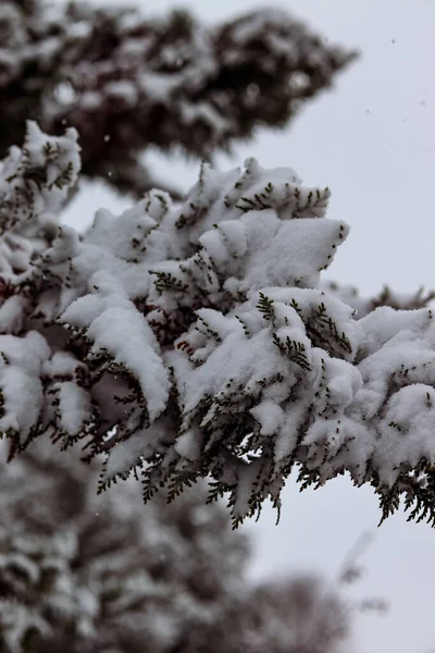 Thuja Větví Pod Vrstvou Sněhu Padající Sníh Bílá Obloha Zasněžená — Stock fotografie