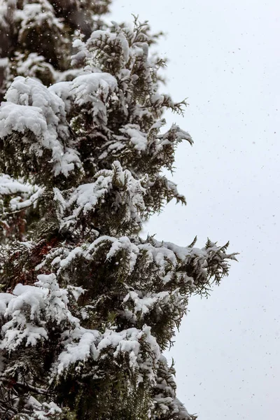 Sněhem Pokryté Větve Thuja Padající Sníh Bílá Obloha Zasněžená Krajina — Stock fotografie