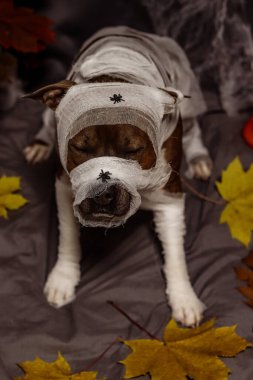 Amerikan Staffordshire Teriyeri, mumya şeklinde gözleri kapalı. Cadılar Bayramı arkaplanına karşı örümcek ağları olan bir köpek. Burnunda örümcekler olan bir köpeğin sonbahar fotoğrafı.