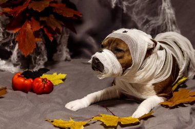 Amerikan Staffordshire Terrier 'i mumya şeklinde. Cadılar Bayramı arkaplanına karşı örümcek ağları ve sonbahar yeşillikleri. Burnunda örümcekler olan bir köpeğin sonbahar fotoğrafı.