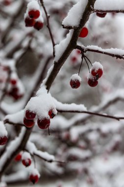 Kırmızı böğürtlenler, kar tabakasının altındaki dallarda elmalar. Yağan kar, karlı manzara, makro fotoğrafçılık. Kış fotoğrafı, duvar kağıdı.
