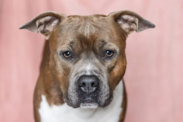 American Staffordshire Terrier Con Orejas Sin Recortar Sobre Fondo Rosa —  Fotos de Stock