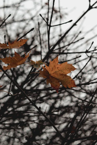 Sarı Akçaağaç Yapraklı Ağaç Dalı Islak Hava Park Sonbahar Manzarası — Stok fotoğraf