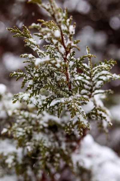 Sněhem Pokryté Větve Thuja Padající Sníh Zasněžená Krajina Makro Fotografie — Stock fotografie