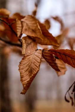 Sarı yapraklı ağaç dalı. Islak hava, sonbahar manzarası, makro fotoğraf. Sonbahar fotoğrafı, duvar kağıdı.