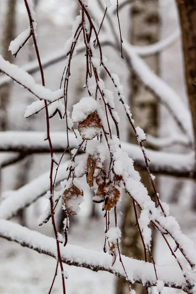 Bříza Žlutými Listy Pod Vrstvou Sněhu Padající Sníh Zasněžená Krajina — Stock fotografie