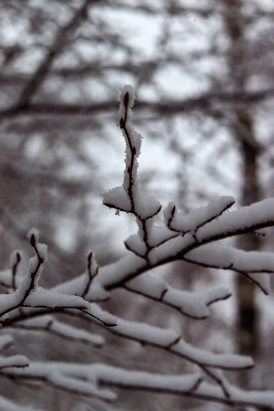 Větev Stromě Pod Vrstvou Sněhu Padající Sníh Zasněžená Krajina Makro — Stock fotografie