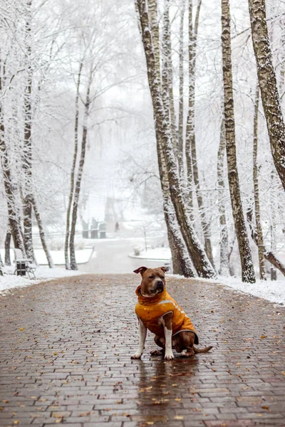 Brindle American Staffordshire Terrier Sits Yellow Vest Alley Dog Snowy — Stock Photo, Image