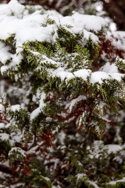 Thuja Větví Pod Vrstvou Sněhu Padající Sníh Zasněžená Krajina Makro — Stock fotografie