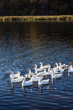 Beyaz kazlar suda düzenli bir şekilde yüzerler. Kırsal alan, rezervuar, yatıştırma. Fotoğraf, duvar kağıdı.