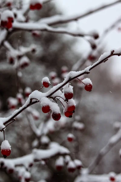 Červené Bobule Větvích Pod Vrstvou Sněhu Padající Sníh Zasněžená Krajina — Stock fotografie