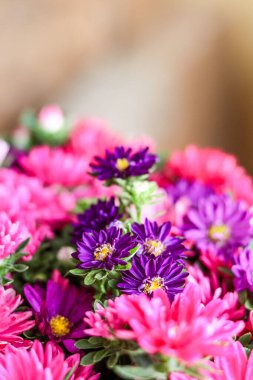 Açık arkaplanda pembe ve mor çiçekli bir buket. Kasımpatı, aster, papatya çayı. Bahar buketi, 8 Mart, bahar, aşk. Kartpostal, fotoğraf, makro fotoğraf, sunum, çiçekçi dükkanı Üst görünümü