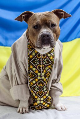 Ukrayna bayrağının arka planında bir köpeğin portresi. Ukrayna ulusal elbisesi içinde American Staffordshire Terrier. Köpek modeli, vyshyvanka işlemeli gömlek. Kartpostal, fotoğraf, reklam, duvar kağıdı..