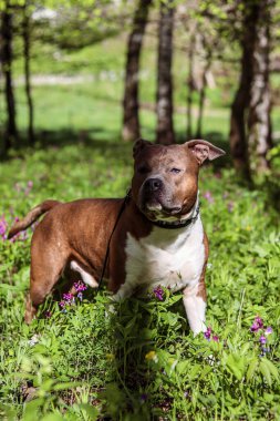 Ağızlığında gölge olan bir köpeğin portresi. Amerikan Staffordshire Teriyeri yaz ormanında. Köpek modeli. Soylu köpek. Kartpostal, fotoğraf, reklam, duvar kağıdı..