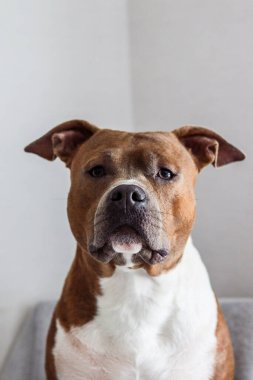 Hafif arka planda bir köpeğin portresi. American Staffordshire Teriyeri tam yüz. Köpek modeli. Soylu köpek. Kartpostal, fotoğraf, reklam, duvar kağıdı, sunum.