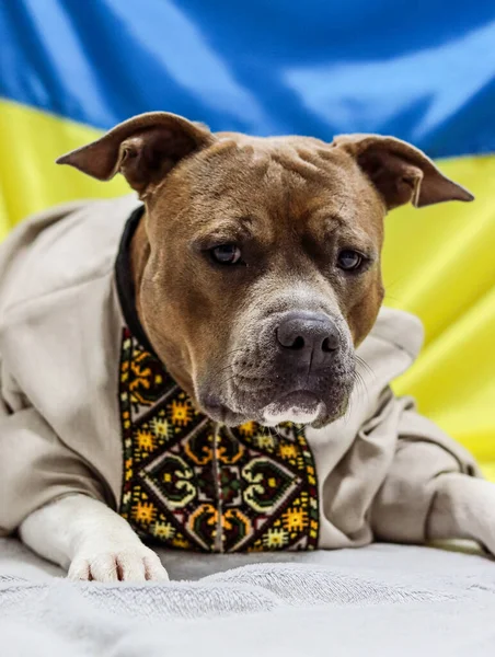 以乌克兰国旗为背景的狗的肖像 身穿乌克兰民族服装的美国斯塔福德郡泰勒 狗模型 Vyshyvanka绣花衬衫 明信片 — 图库照片