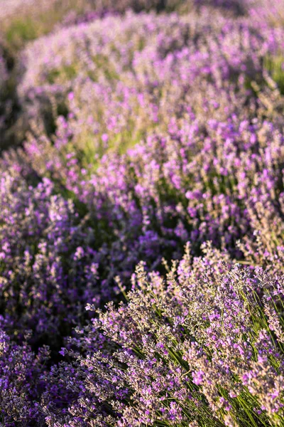Pole Lawendy Krzewy Fioletowymi Kwiatami Letni Krajobraz Zachód Słońca Pocztówka — Zdjęcie stockowe