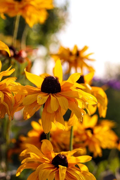 Campo Com Flores Amarelas Rudbeckia Paisagem Verão Dia Sol Cartão — Fotografia de Stock