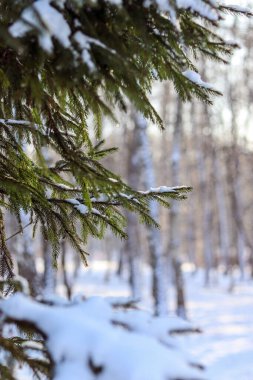 Dalları karla kaplı Noel ağacı. Yılbaşı kartı, Noel kartı. Kış tatili Kış manzarası, kar, buz. Fotoğraf, duvar kağıdı, makro fotoğraf..