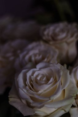 Hafif arka planda bir buket beyaz gül. Gotik tarzı. Bahar buketi, 8 Mart, bahar. Kartpostal, fotoğraf, makro fotoğraf, tatil, sunum, çiçekçi. Moody chiaroscuro çiçek aranjmanı