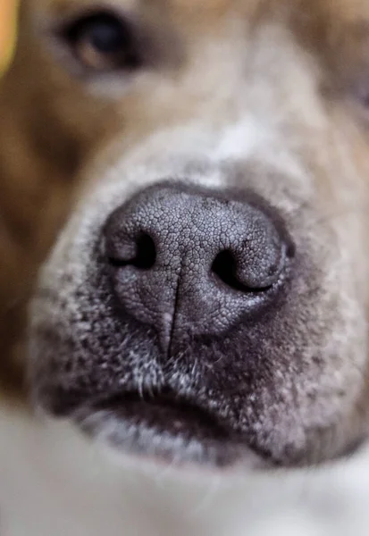 Close-up of a dogs nose. American Staffordshire Terrier. Dog model. Wet nose, devotion, love. Postcard, photo, advertising, wallpaper presentation