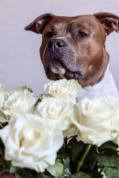 Dog with a bouquet of white roses. American Staffordshire Terrier with flowers. Dog model. Postcard, photo, advertising, wallpaper.