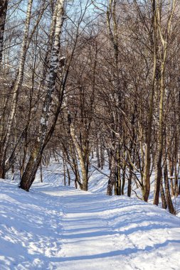 Kış manzarası. Yılbaşı kartı, Noel kartı. Kış tatili Karla kaplı park, orman, kar, don, romantizm fotoğraf duvar kağıdı makro fotoğraf