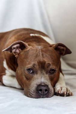 Hafif arka planda üzgün bir köpeğin portresi. Amerikan Staffordshire Teriyeri. Köpek modeli. Soylu köpek yalan söylüyor, başını patilerine dayıyor. Kartpostal, fotoğraf, reklam, duvar kağıdı, sunum.