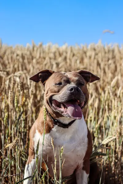 Dog portrait. American Staffordshire Terrier on the background of a field with wheat, rye. Dog model. The dog smiles. Postcard, photo, advertising, wallpaper.